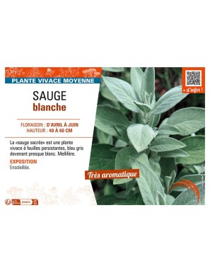 SAUGE BLANCHE