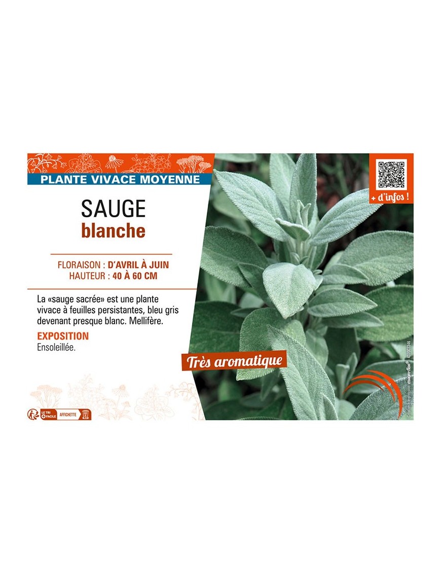 SAUGE BLANCHE