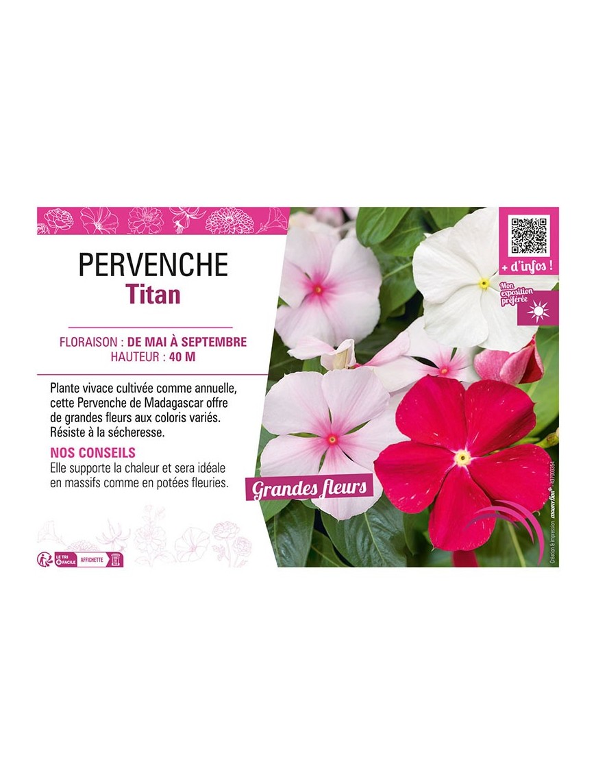 PERVENCHE TITAN