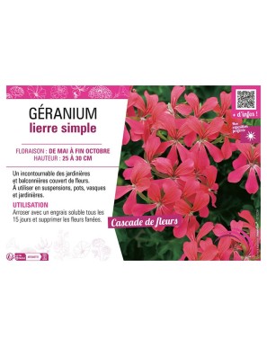 GÉRANIUM LIERRE SIMPLE (framboise)