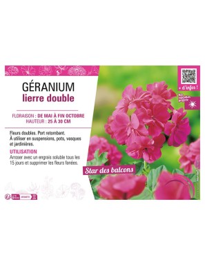 GÉRANIUM LIERRE DOUBLE (rose foncé)