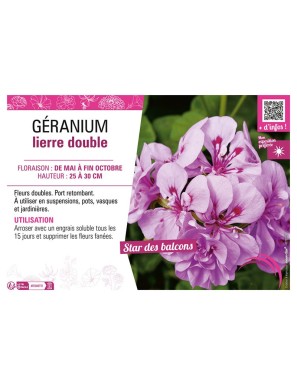 GÉRANIUM LIERRE DOUBLE (violet clair)