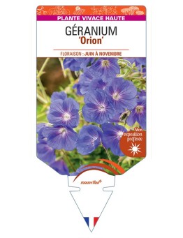GERANIUM Orion