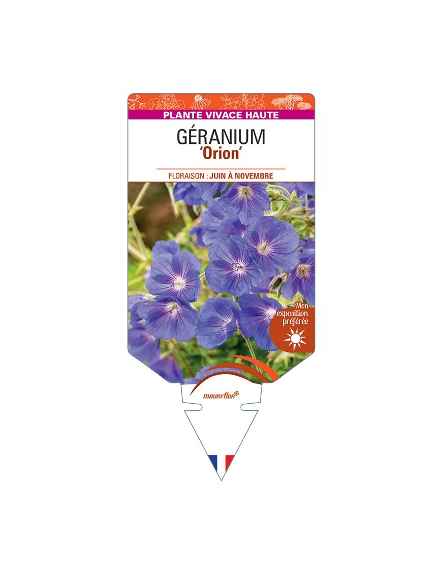 GERANIUM Orion