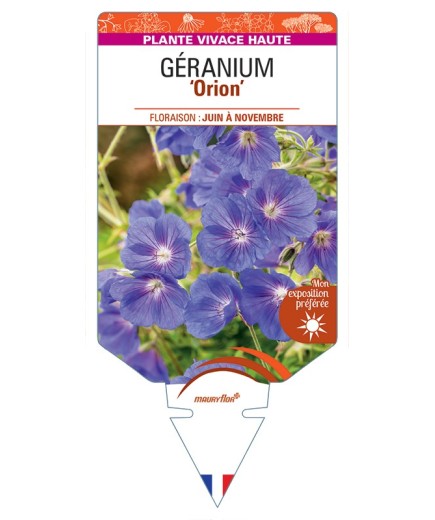 GERANIUM Orion