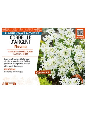 IBERIS voir CORBEILLE D’ARGENT Nevina