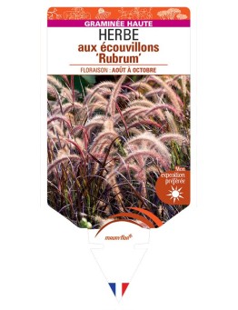 PENNISETUM advena ‘Rubrum’ voir HERBE aux écouvillons *