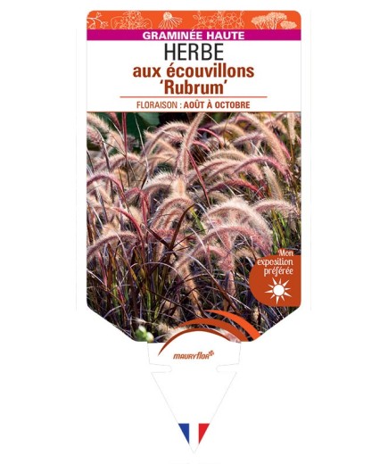 PENNISETUM advena ‘Rubrum’ voir HERBE aux écouvillons *