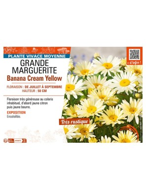MARGUERITE Banana Cream Yellow (GRANDE)