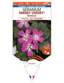 GERANIUM ORKNEY CHERRY® Bremerry