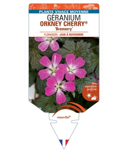 GERANIUM ORKNEY CHERRY® Bremerry
