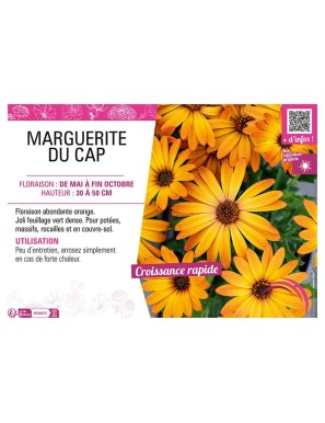MARGUERITE DU CAP (orange) (OSTEOSPERMUM)