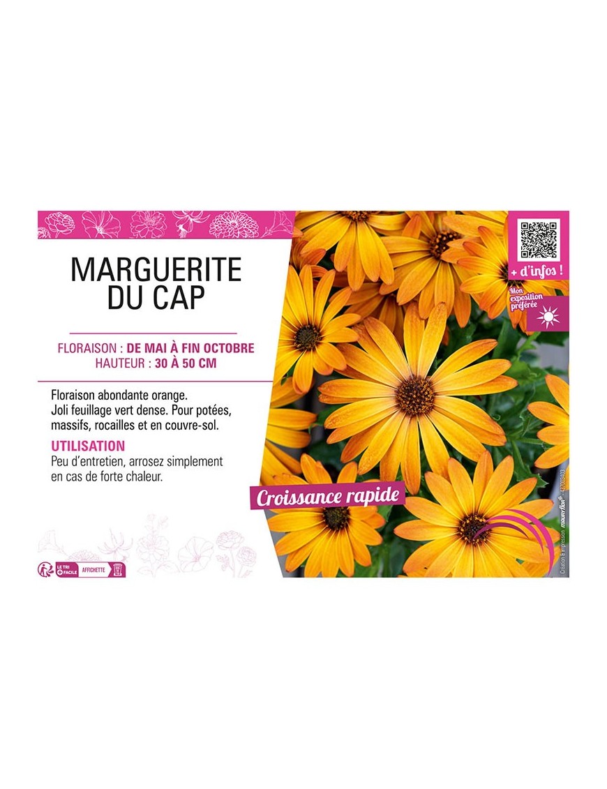 MARGUERITE DU CAP (orange) (OSTEOSPERMUM)