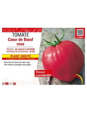 TOMATE CŒUR DE BŒUF rose Plant greffé
