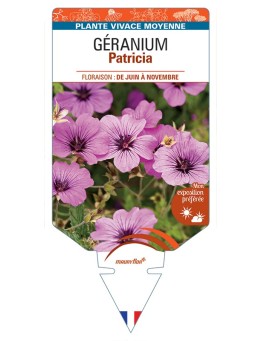 GERANIUM Patricia