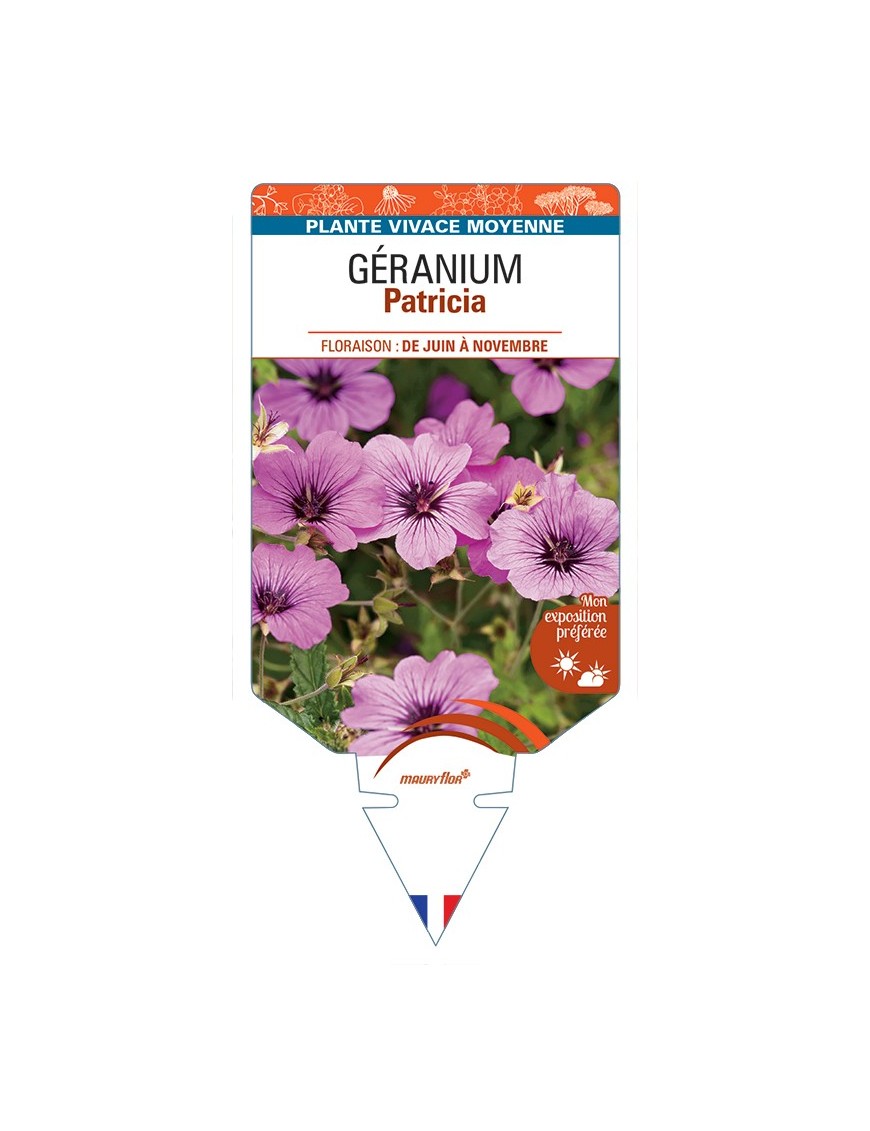 GERANIUM Patricia