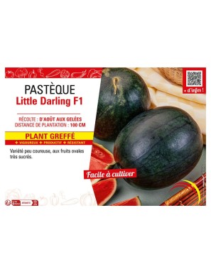 PASTÈQUE LITTLE DARLING F1 Plant greffé