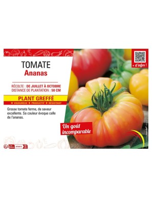 TOMATE ANANAS Plant greffé