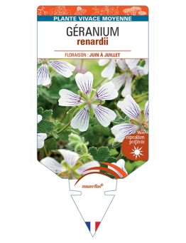 GERANIUM renardii