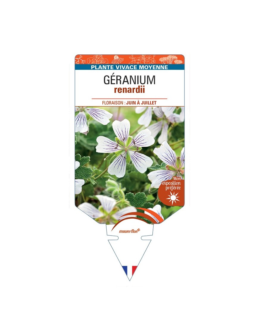 GERANIUM renardii
