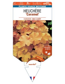 HEUCHERA 'Caramel' *