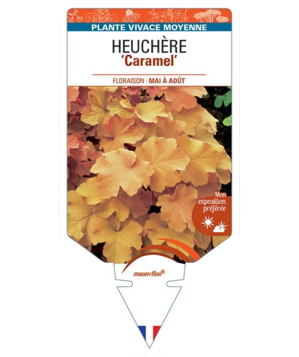 HEUCHERA 'Caramel' *