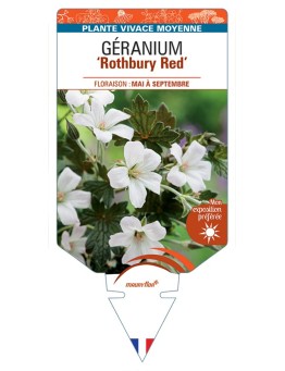 GERANIUM Rothbury Red