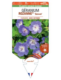 GERANIUM ROZANNE® Gerwat