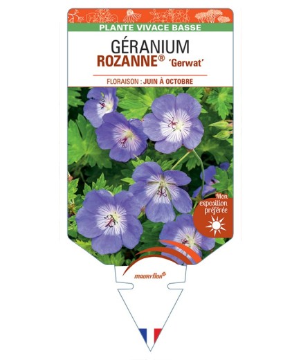 GERANIUM ROZANNE® Gerwat