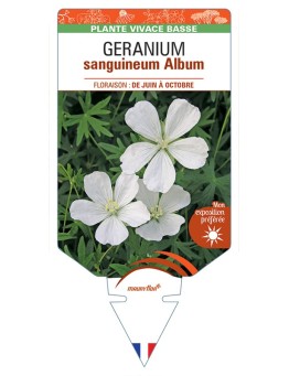 GERANIUM sanguineum Album