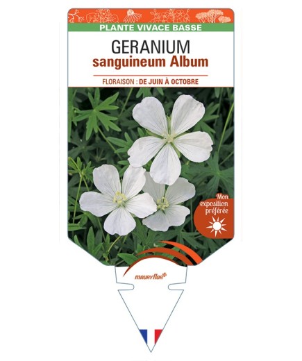GERANIUM sanguineum Album