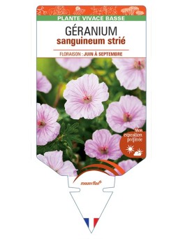 GERANIUM sanguineum striatum