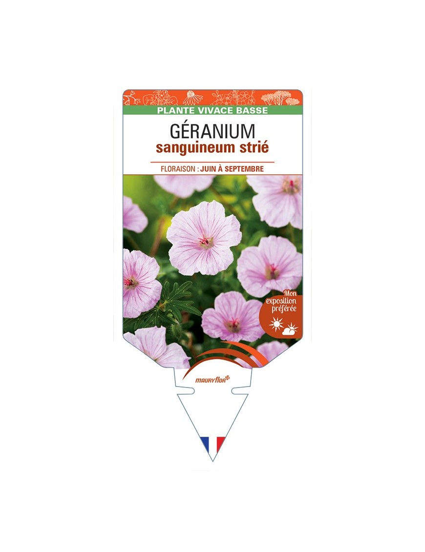 GERANIUM sanguineum striatum