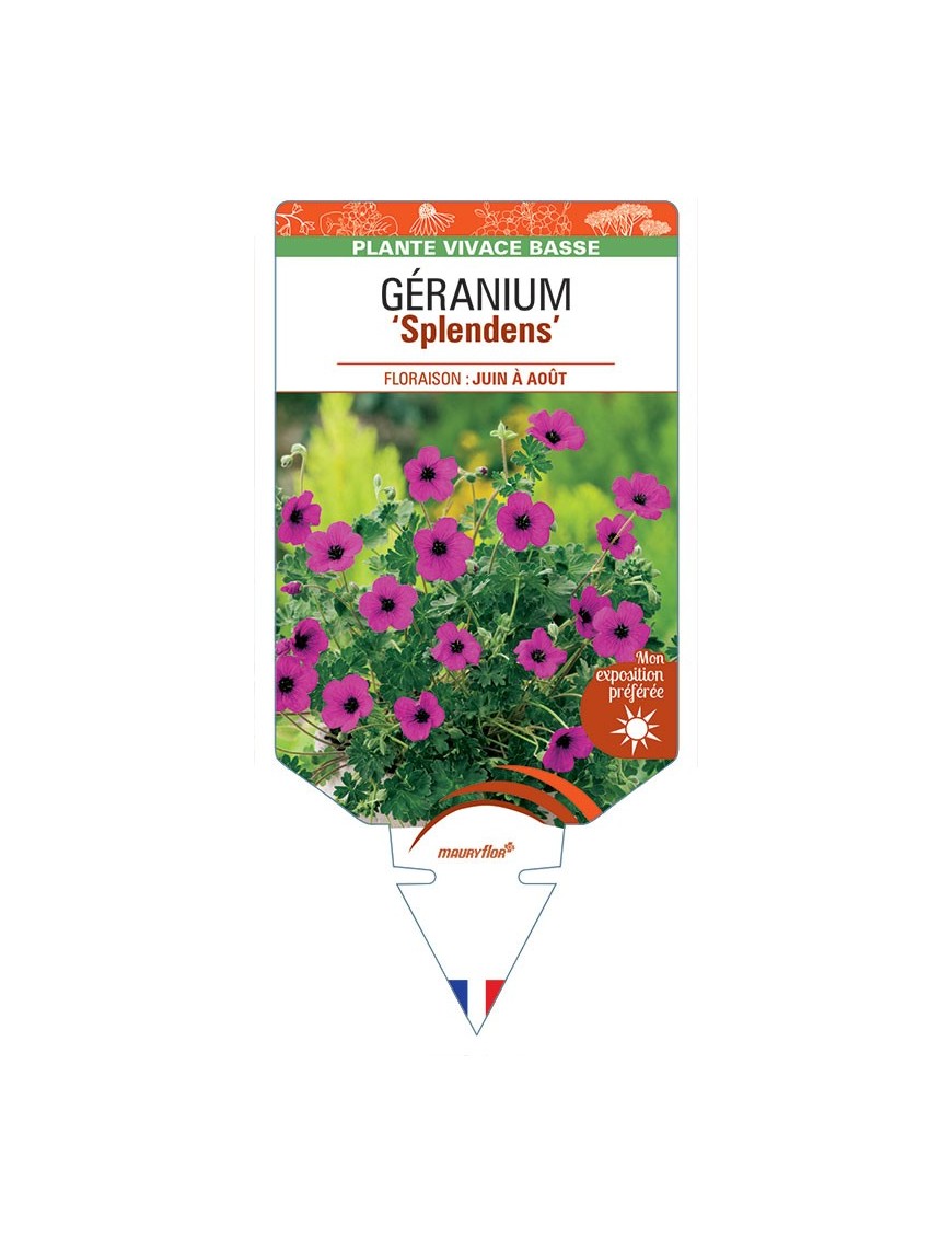 GERANIUM SUBCAULESCENS SPLENDENS