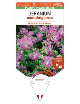 GERANIUM X CANTABRIGIENSE