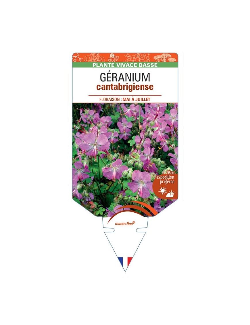 GERANIUM X CANTABRIGIENSE