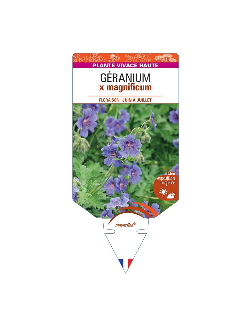 GERANIUM x magnificum
