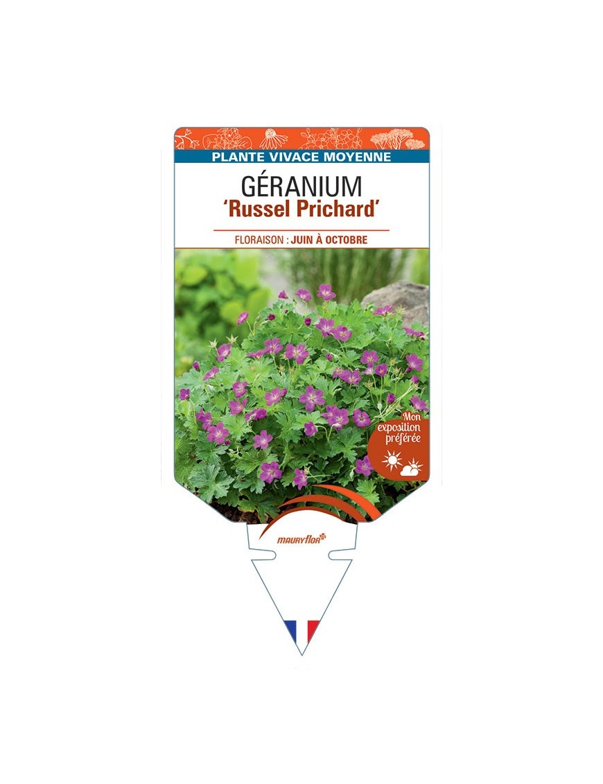 GERANIUM X RIVERSLEAIANUM RUSSEL PRICHARD