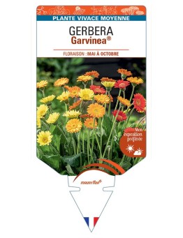 GERBERA Garvinea