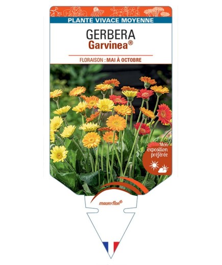 GERBERA Garvinea
