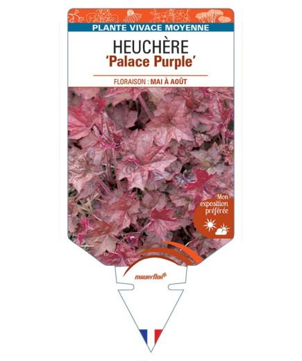 HEUCHERA 'Palace Purple' *