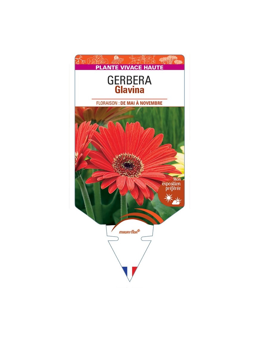 GERBERA Glavina