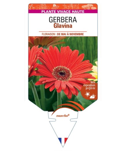 GERBERA Glavina