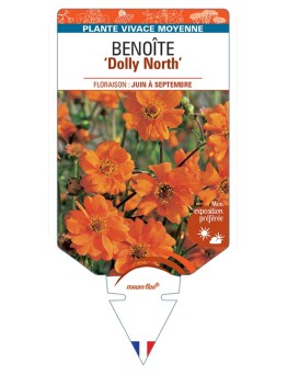 GEUM chiloense Dolly North voir Benoîte