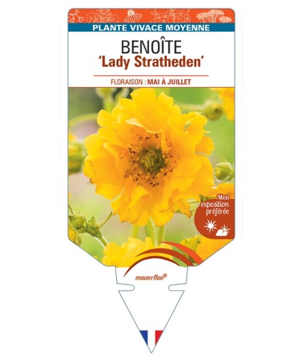 GEUM chiloense Lady Stratheden voir Benoîte