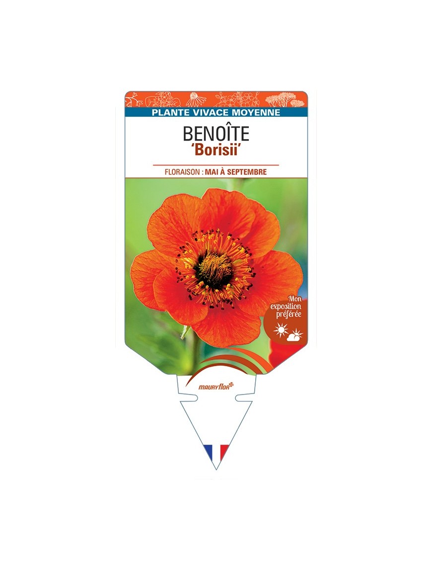 GEUM coccineum Borisii voir Benoîte