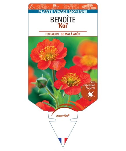 GEUM coccineum Koi voir Benoîte