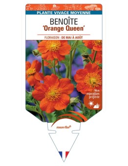 GEUM coccineum Orange Queen voir Benoîte