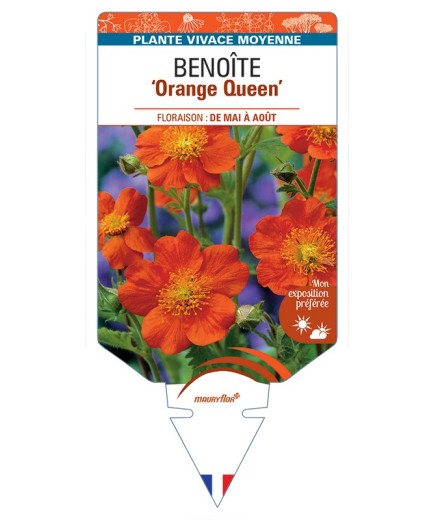 GEUM coccineum Orange Queen voir Benoîte
