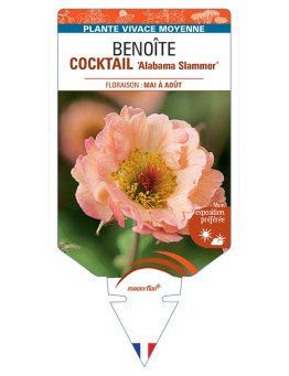 GEUM COCKTAIL Alabama Slammer voir Benoîte